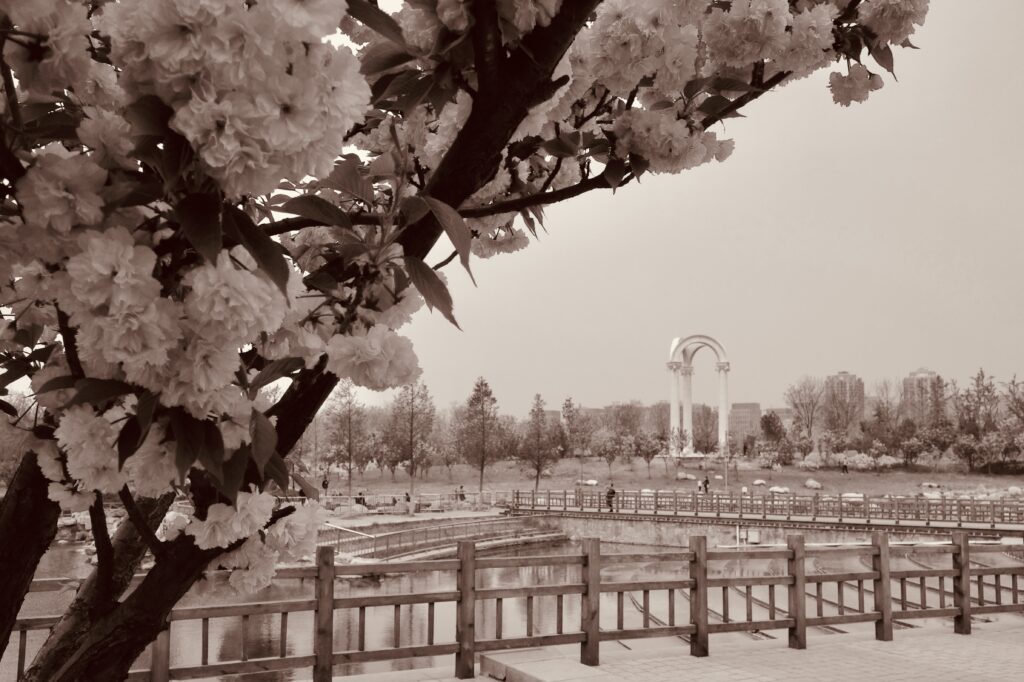 After another cold winter, trees blossom in the extensive 190K sqm Boda Park with its integrated cultural and leisure functions in the B&TD district of Beijing. The park has been designed with innovative rainwater utilisation and energy-saving systems. 28 April 2013. Photograph: C.Pleteshner