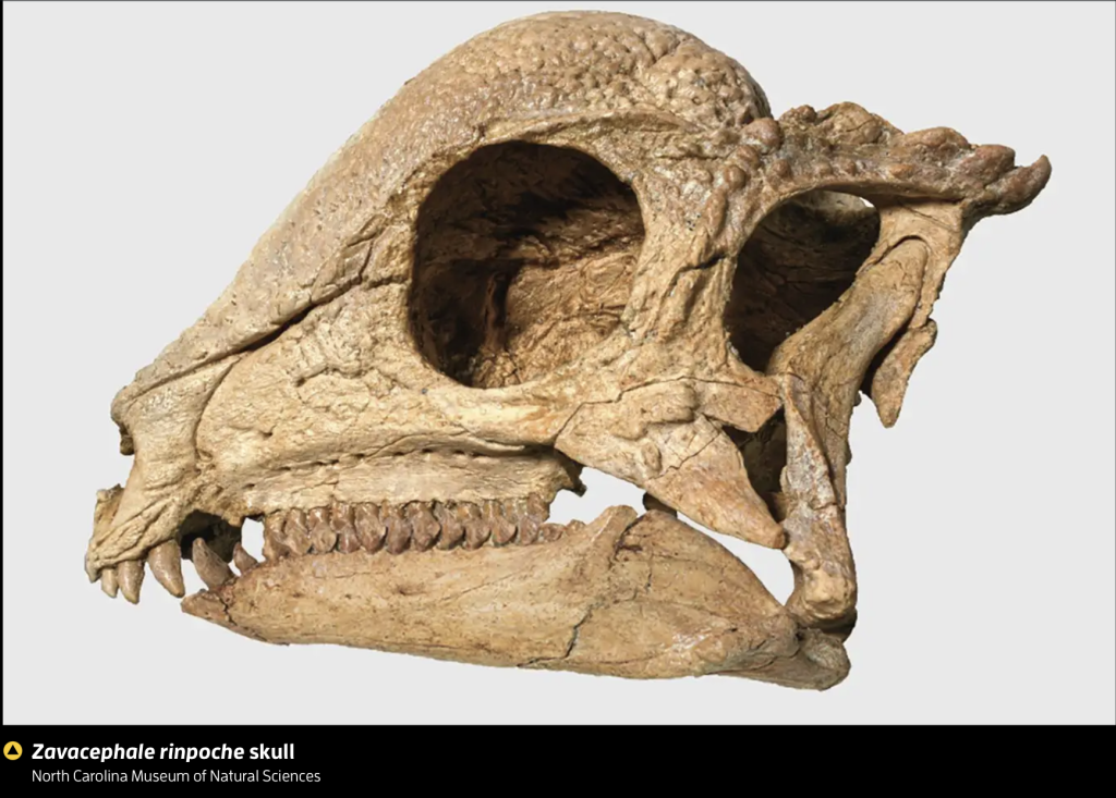 Landscape 16: Dinosaur fossil in the Gobi oldest ever found - CP in ...